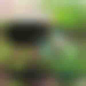 Miljøvenlig have til dine planter | PLANTIE