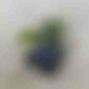 Retro højttaler-bølgeprojektor | VIVAPLAY